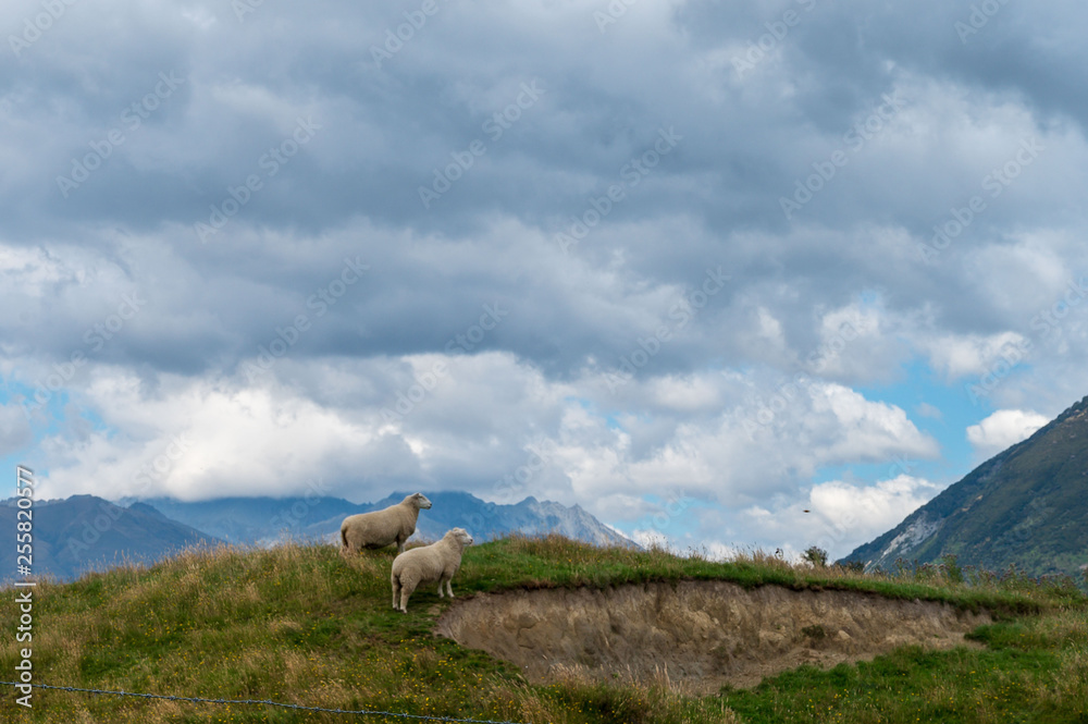 Obraz premium sheep in mountains
