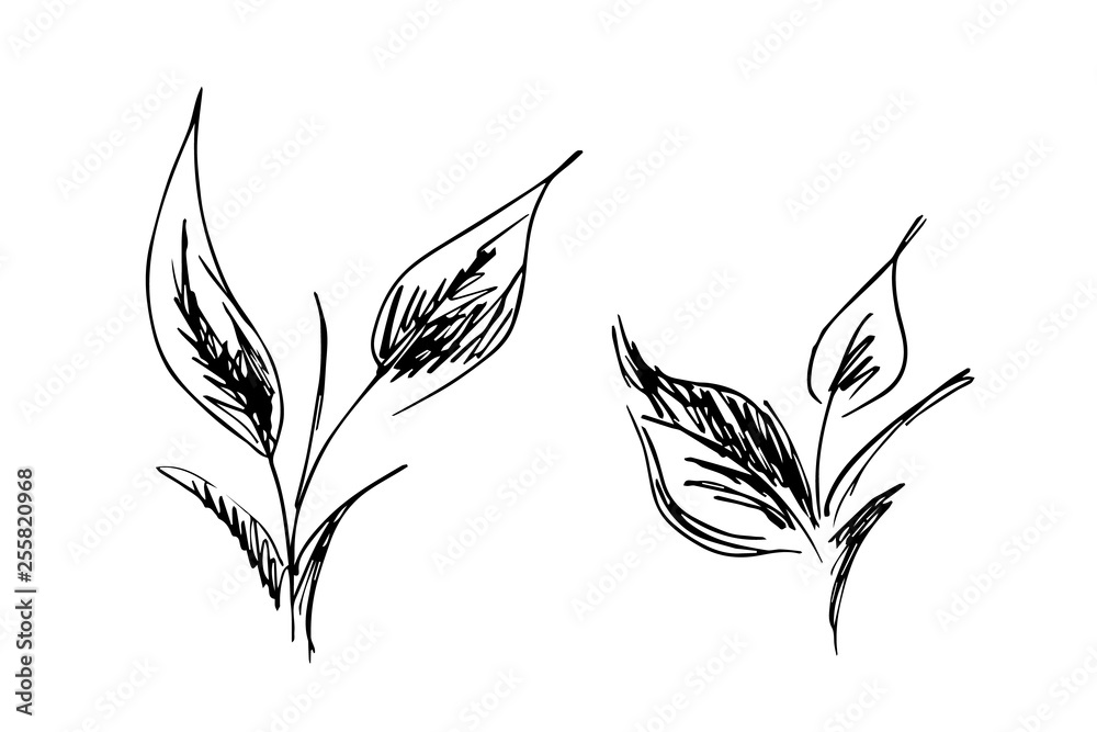 Hand Drawn Vector Illustrations Of Abstract Set of leaves Isolated on White. Hand Drawn Sketch of a leaves Hand Drawn Vector Illustrations Of Abstract Set of leaves Isolated on White. Hand Drawn Sketch of a leaves