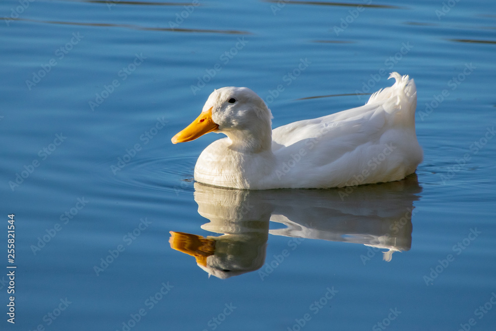 White pekin duck swimming on a still clear pond with reflection in the water