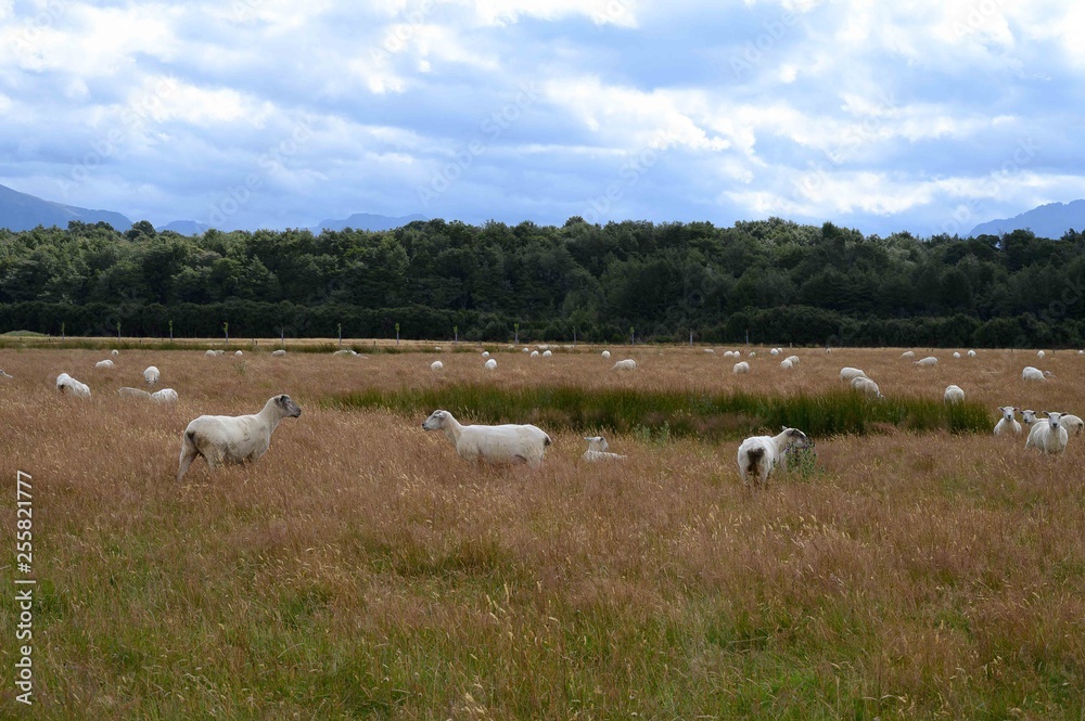 Fototapeta premium herd of sheep on pasture