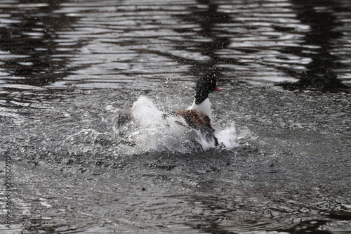 Tadorna tadorna - Un tadorne de Belon s'agite dans l'eau photo