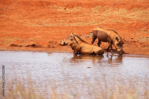 Two warthogs takes a bath in the water hole.