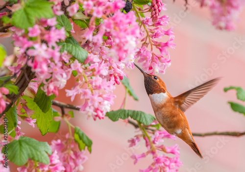 Male Rufous Hummingbird (Selasphorus rufus) sipping nectar from Red Currant flowers (Ribes sanguineum)