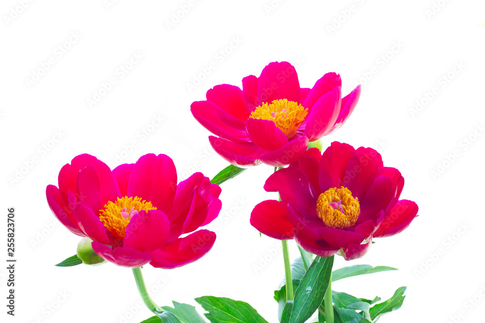 Fresh peony flowers Fresh peony flowers