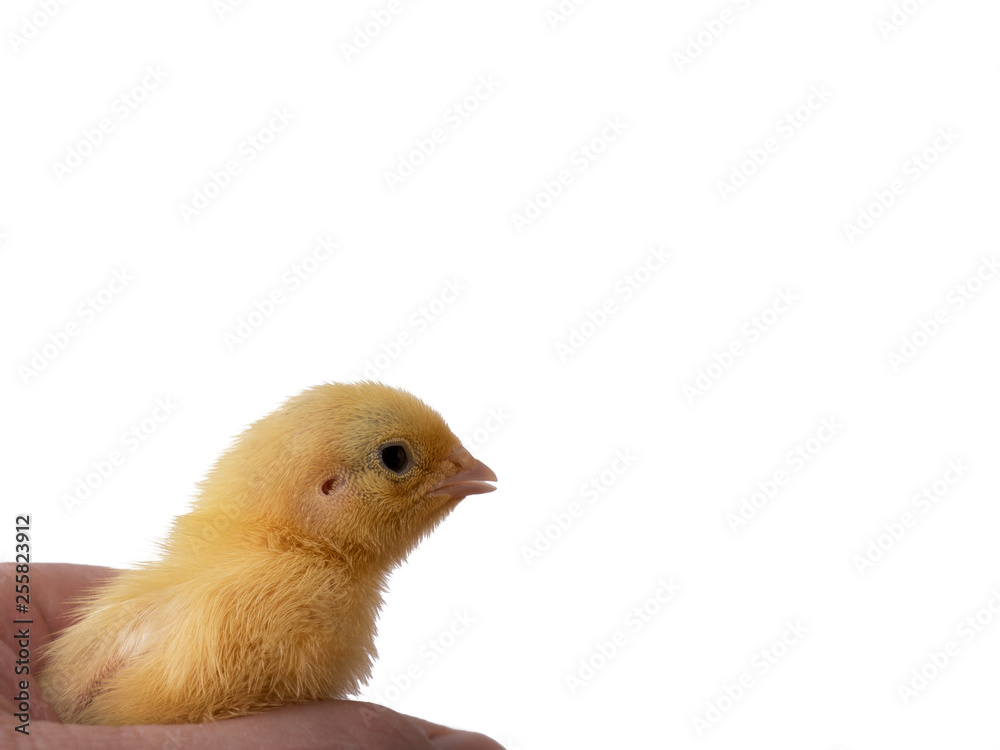 Obraz premium Little quail in hand on white background