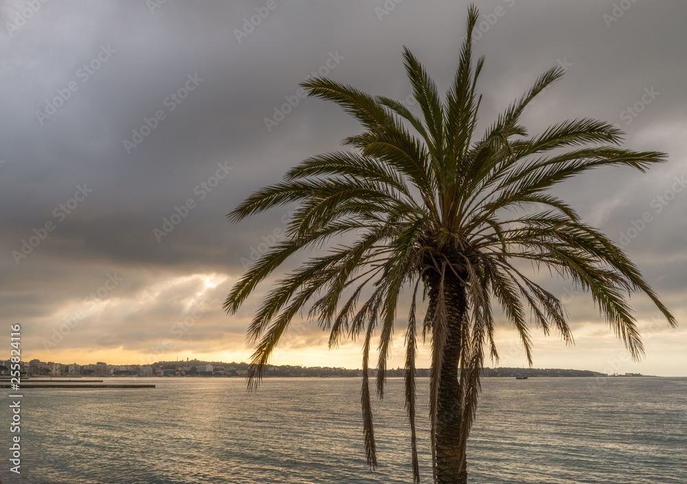 palmier en bord de mer et lever de soleil