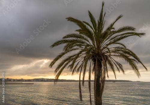 Fototapeta Naklejka Na Ścianę i Meble -  palmier en bord de mer et lever de soleil