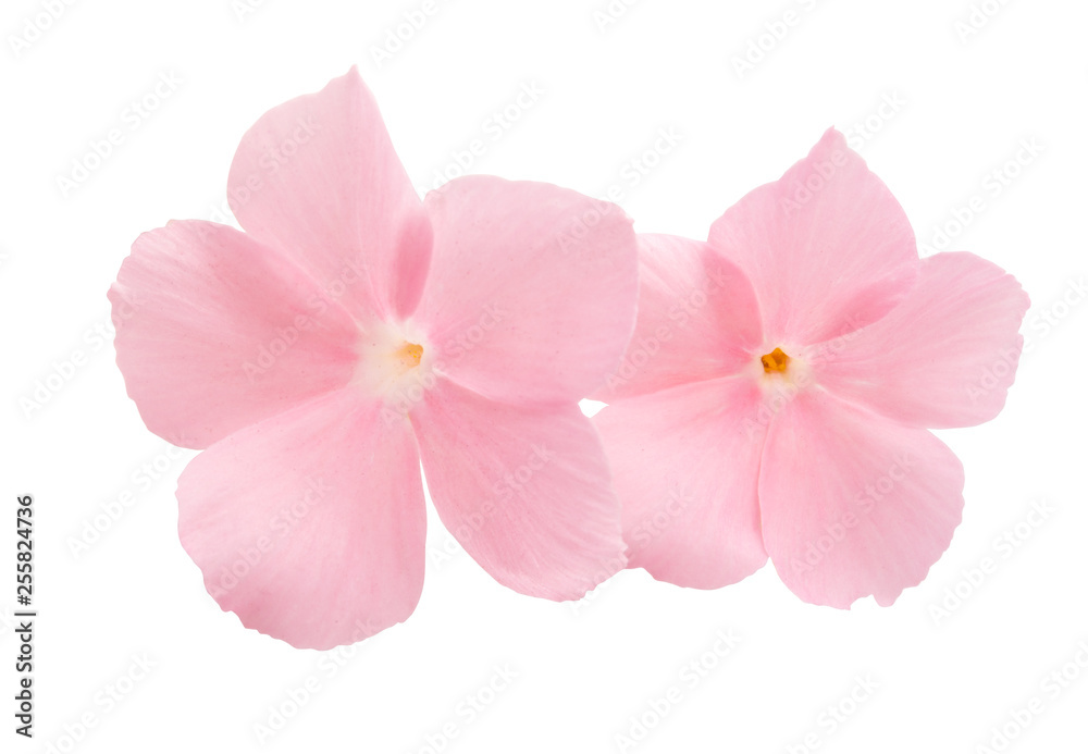 Fototapeta premium pink flower of balsam isolated