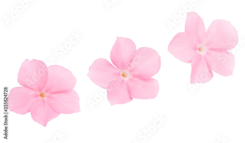 pink flower of balsam isolated