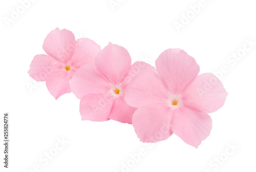 pink flower of balsam isolated