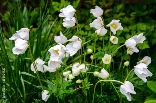 white spring flowers