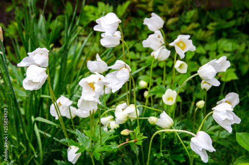 white spring flowers