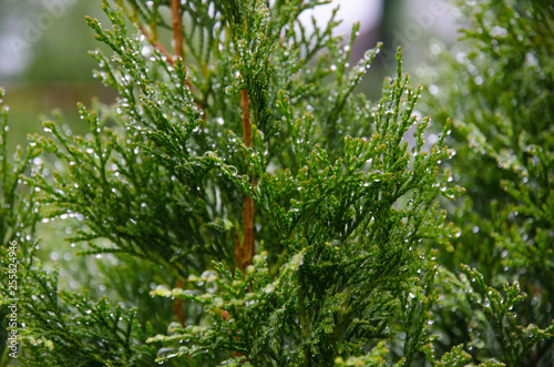 branches of a tree