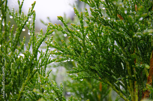 background of green leaves