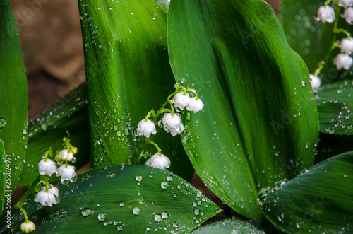 drops on lily of the valley