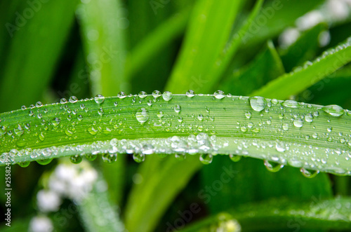 drops on grass