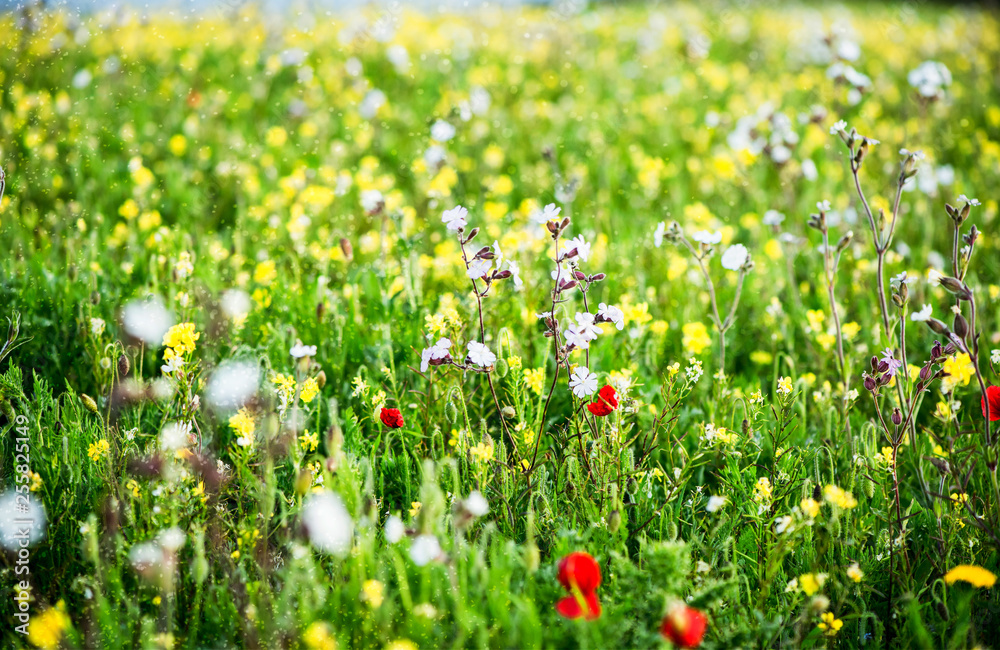 Wild flowers blooming, blurred background