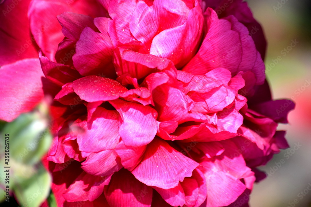 Paeonia Lactiflora Blossom Detail Closeup Portrait Stock Photo