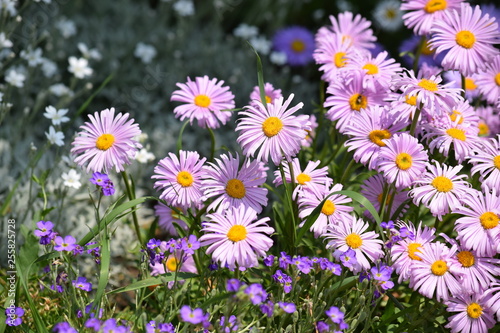 Aster Dumosus Daises Pink Daisy Violet Floral Portrait Stock Photo