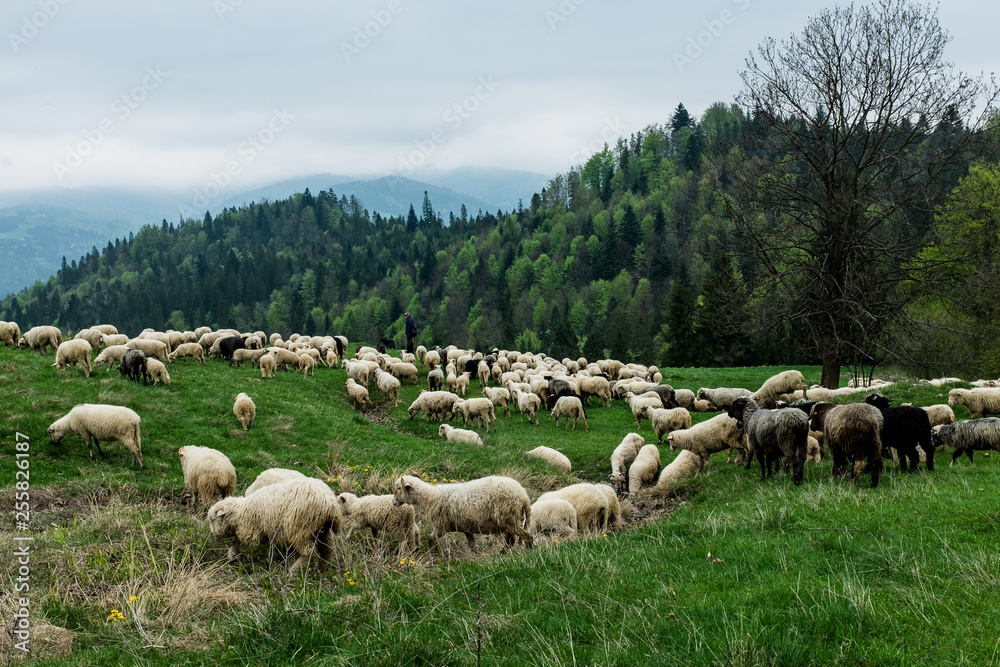 Traditional sheep pasture in mountains Traditional sheep pasture in mountains