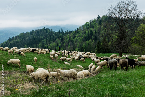 Traditional sheep pasture in mountains