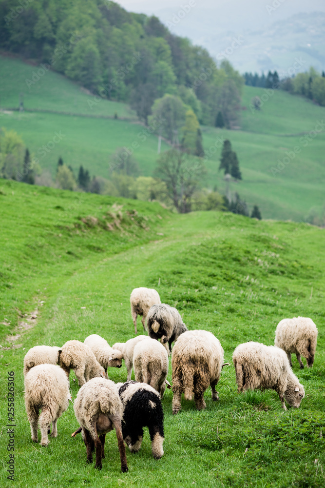 Fototapeta premium Traditional sheep pasture in mountains