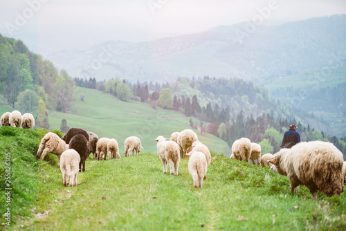 Traditional sheep pasture in mountains