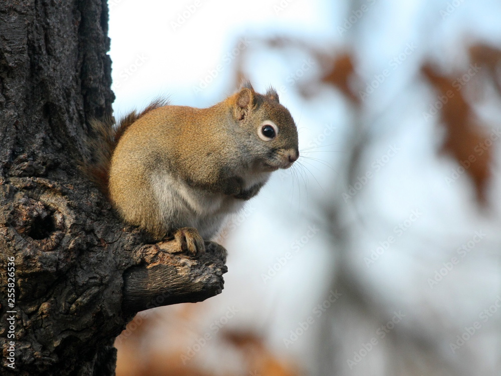 Obraz premium squirrel on tree