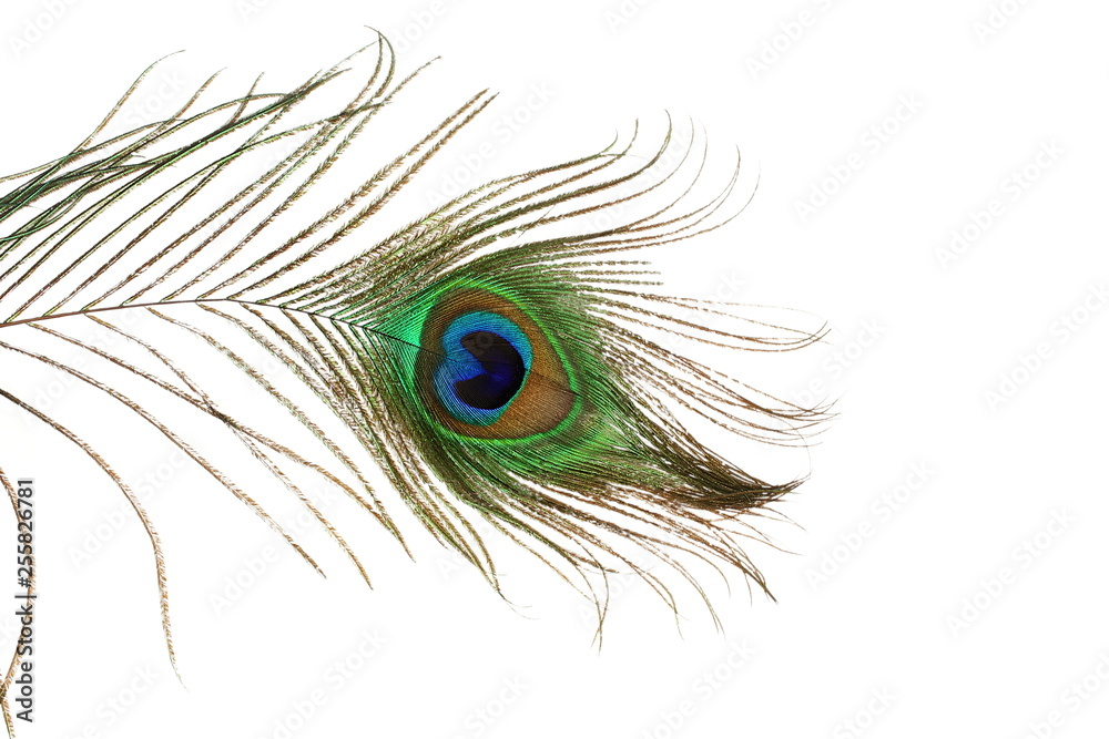 Obraz premium peacock feather in white background with text copy space
