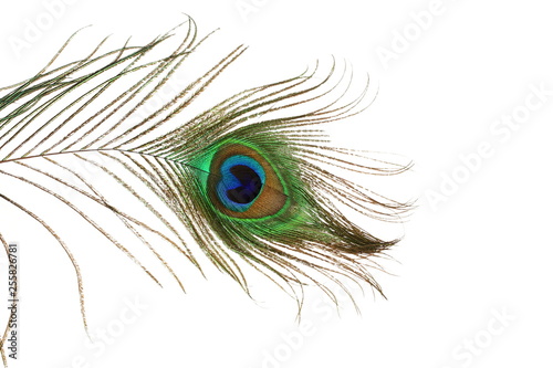 peacock feather in white background with text copy space