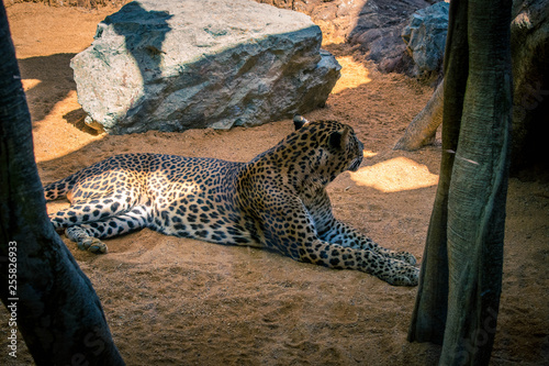 Fototapeta Naklejka Na Ścianę i Meble -  Zoo