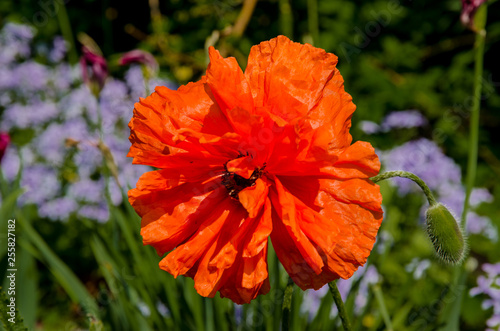 red flower in the garden