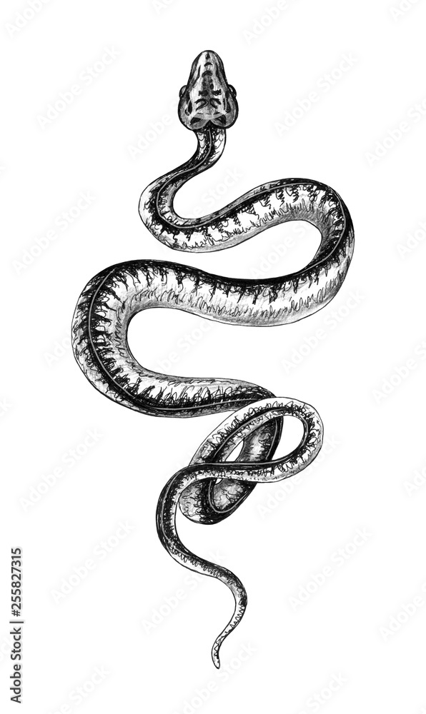 Hand Drawn Monochrome Creeping Python Stock Illustration | Adobe Stock