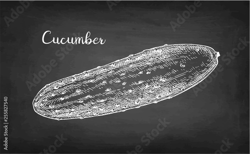 Chalk sketch of cucumber.
