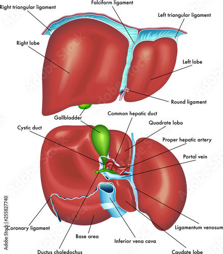 Medical illustration showing the anatomy of the liver with descriptions. photo