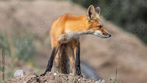 red fox in wild © Dana
