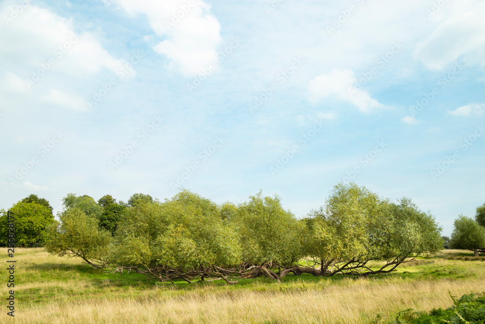 Wide view of green meadow and willow bush Wide view of green meadow and willow bush
