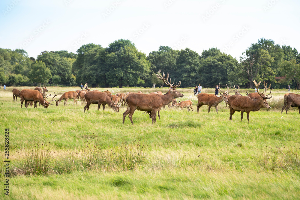 Group of deer grazing on green meadow Group of deer grazing on green meadow