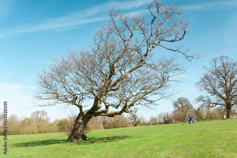Big bended inclined tree on wide green meadow Big bended inclined tree on wide green meadow