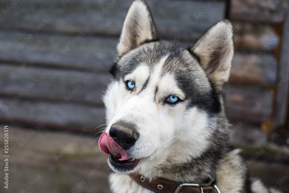 portrait of siberian husky