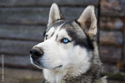 portrait of siberian husky © Alexey Kartsev