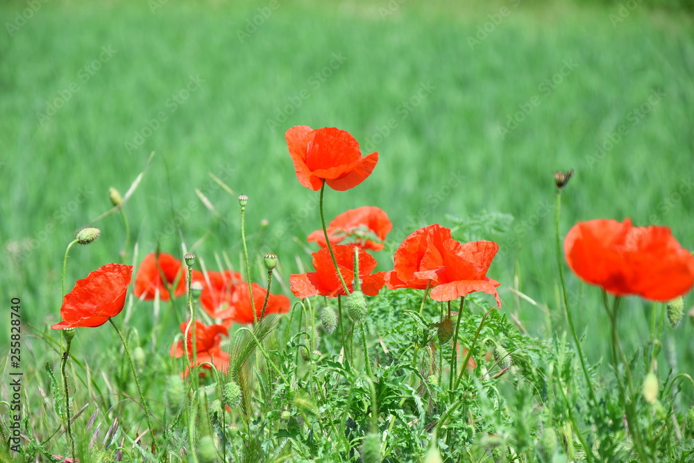 Fototapeta premium Papaver Somniferum L Red Poppy Flower Field Stock Photo