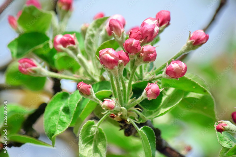 Apple Blossom Flowers Bloom Fruit Tree White Pink Stock Photo Apple Blossom Flowers Bloom Fruit Tree White Pink Stock Photo