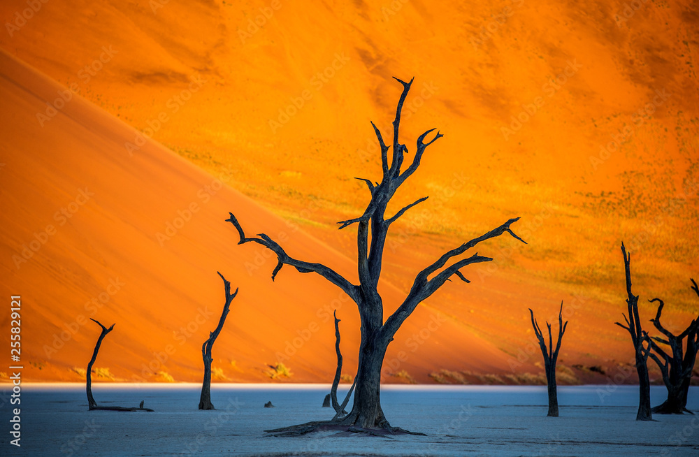 Dry beautiful trees on the background of the red dunes with a beautiful texture of sand. Africa. Landscapes of Namibia. Sossusvlei. Namib-Naukluft National Park. Dry beautiful trees on the background of the red dunes with a beautiful texture of sand. Africa. Landscapes of Namibia. Sossusvlei. Namib-Naukluft National Park.