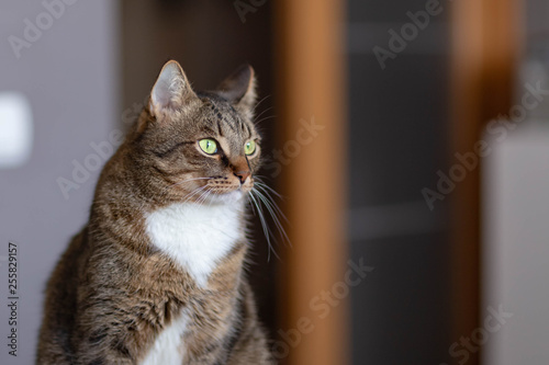 cat with white fur under the chin, sitting on the background of the open door