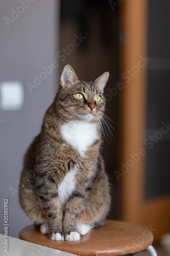 cat with white fur under the chin, sitting on the background of the open door