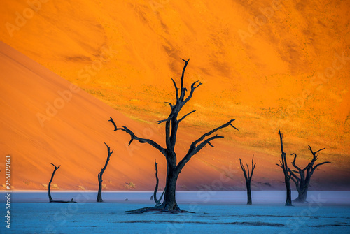 Fototapeta Naklejka Na Ścianę i Meble -  Dry beautiful trees on the background of the red dunes with a beautiful texture of sand. Africa. Landscapes of Namibia. Sossusvlei. Namib-Naukluft National Park.