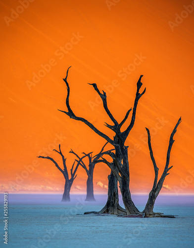 Dry beautiful trees on the background of the red dunes with a beautiful texture of sand. Africa. Landscapes of Namibia. Sossusvlei. Namib-Naukluft National Park.