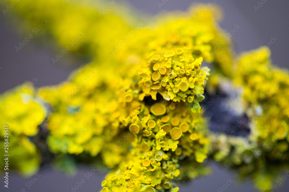 yellow moss on a tree yellow moss on a tree