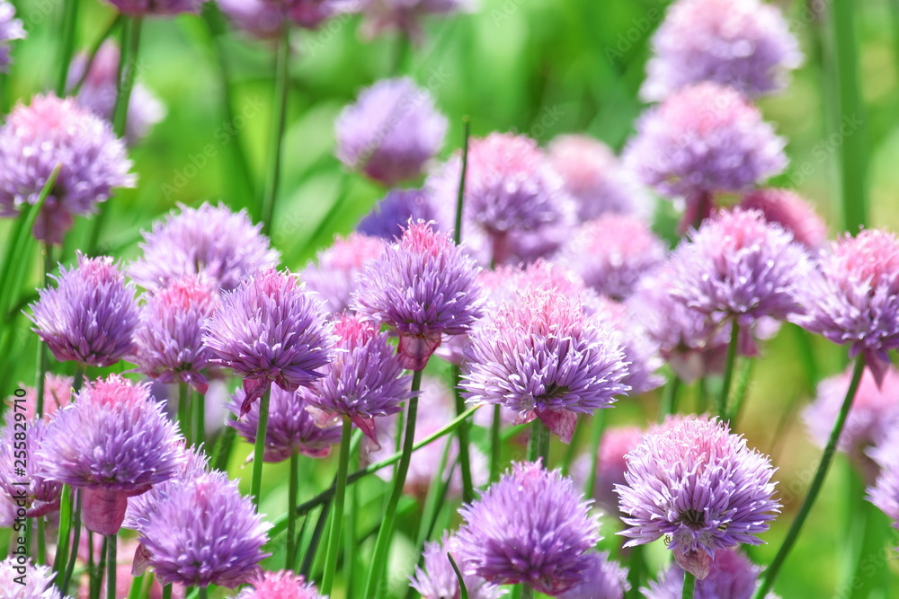 Chive Allium Schoenoprasum Colorful Blossom Vegetable Plant Food Stock Photo Chive Allium Schoenoprasum Colorful Blossom Vegetable Plant Food Stock Photo